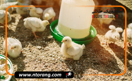 چالش های پرورش جوجه گوشتی و راهکارهای مقابله با آن